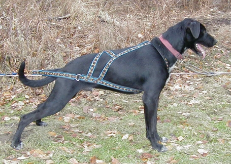 Howling Dog Wheel Dog Harness
