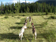 Moe Boksa & Dogs on a July training run