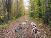 Coffey: Fall training in Groton State Forest, Vermont