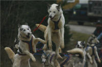 Tanya McCready Photo : Flying Dogs
