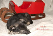 Shannon Miller -  Miles Sleeping by the Sled