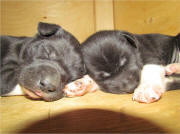 Ben Armstrong Photo : Stan Morgan's puppies Yaluk & Tepue