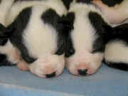 Rhonda & Bob O'Hearn's puppies