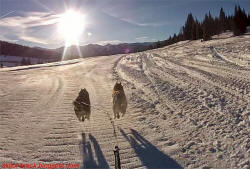 Brad Perry Photo : Skijoring Vail Pass in Colorado 