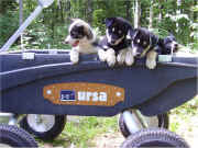 Stielstra Pups going for a ride