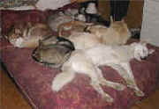 Tremblay Sleeping Huskies