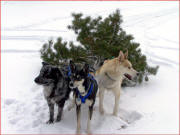Windguard Kennels dogs bringing in the Christmas tree!