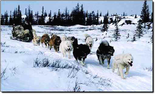 Canadian Eskimo Dog Team