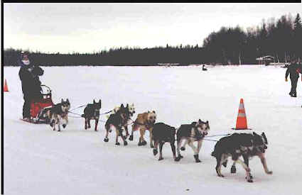 Crossing the finish line in the 1999 Jr. Iditarod