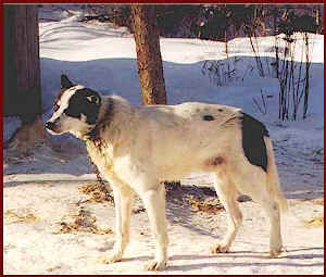 Spot, Leader in the 1999 Jr Iditarod Win