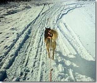 Solo skijor run with Fang, 1998