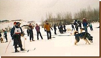 Starting a skijor race  in Anchorage, 1997