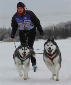 Shelley skijoring with Siberians