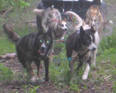 Puppy Training June 2008