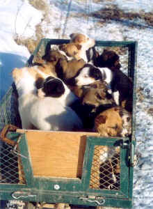 Wagon full of puppies