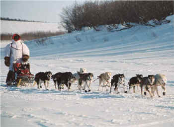 Kurt Jokela running 6 of Mellen Shea's dogs on the Serum Run