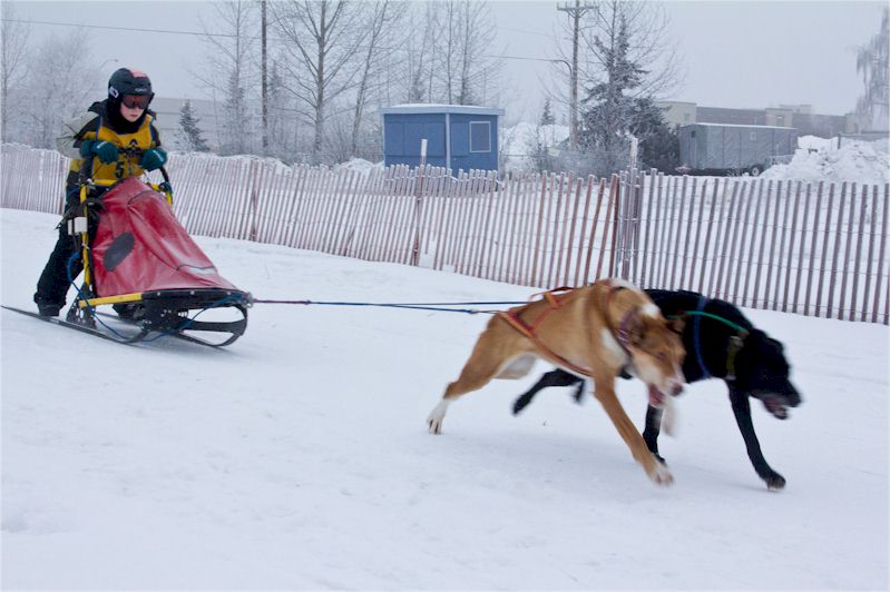 asdra sled dog
