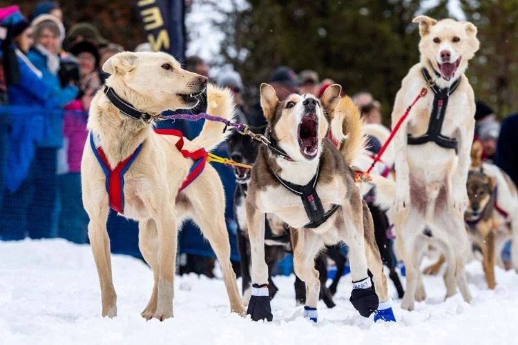 The Idaho Sled Dog Challenge is returning to the West Central Mountains of Idaho Jan. 27-Feb. 5, 2025, for its seventh year. Part of the Rocky Mountain Triple Crown, the race features world-class mushers and is an Iditarod qualifier. Pictured here Jan. 29, 2018, at the official start of the inaugural 300-mile race, a sled dog team champs at the bit to take off. (Photo by Melissa Shelby)